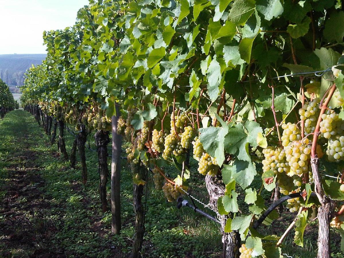 Bocksbeutelherberge Sommerach Ngoại thất bức ảnh